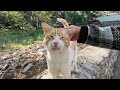 The loudly purring male cat is very cute and friendly