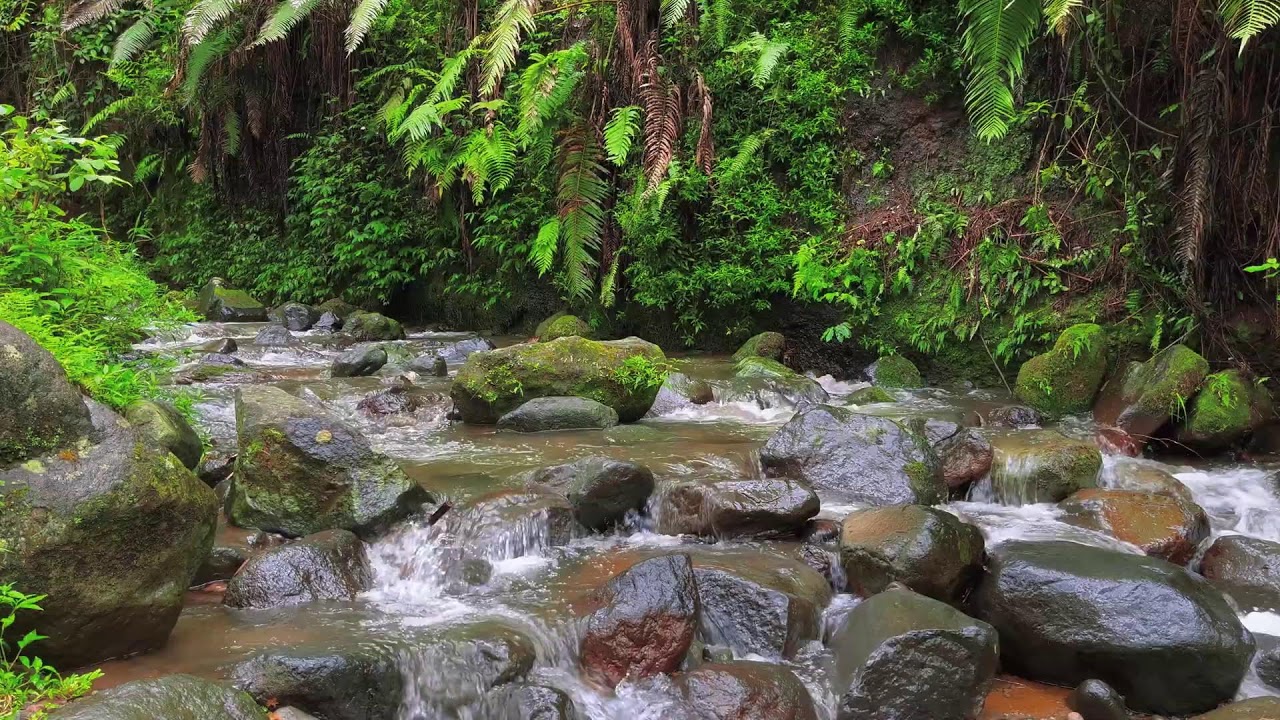 Relieve Stress & Deep Sleep with Calming Water Sounds from Flowing River Surrounded by Forest Beauty