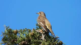 Mistle Thrush Singing_Turdus viscivorus