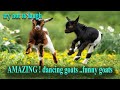 Try not to laugh dancing goat funny goats  cute goats  crazy goats