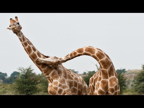 Fighting giraffes