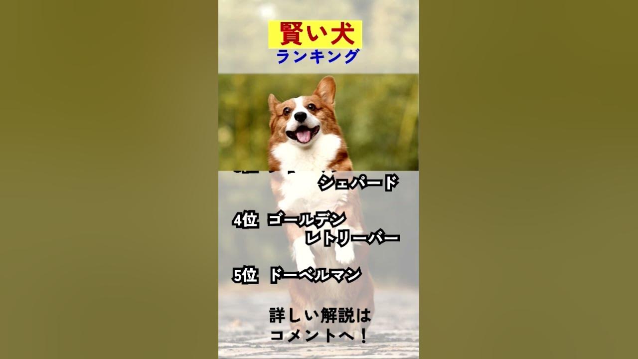 賢い犬ランキング Youtube