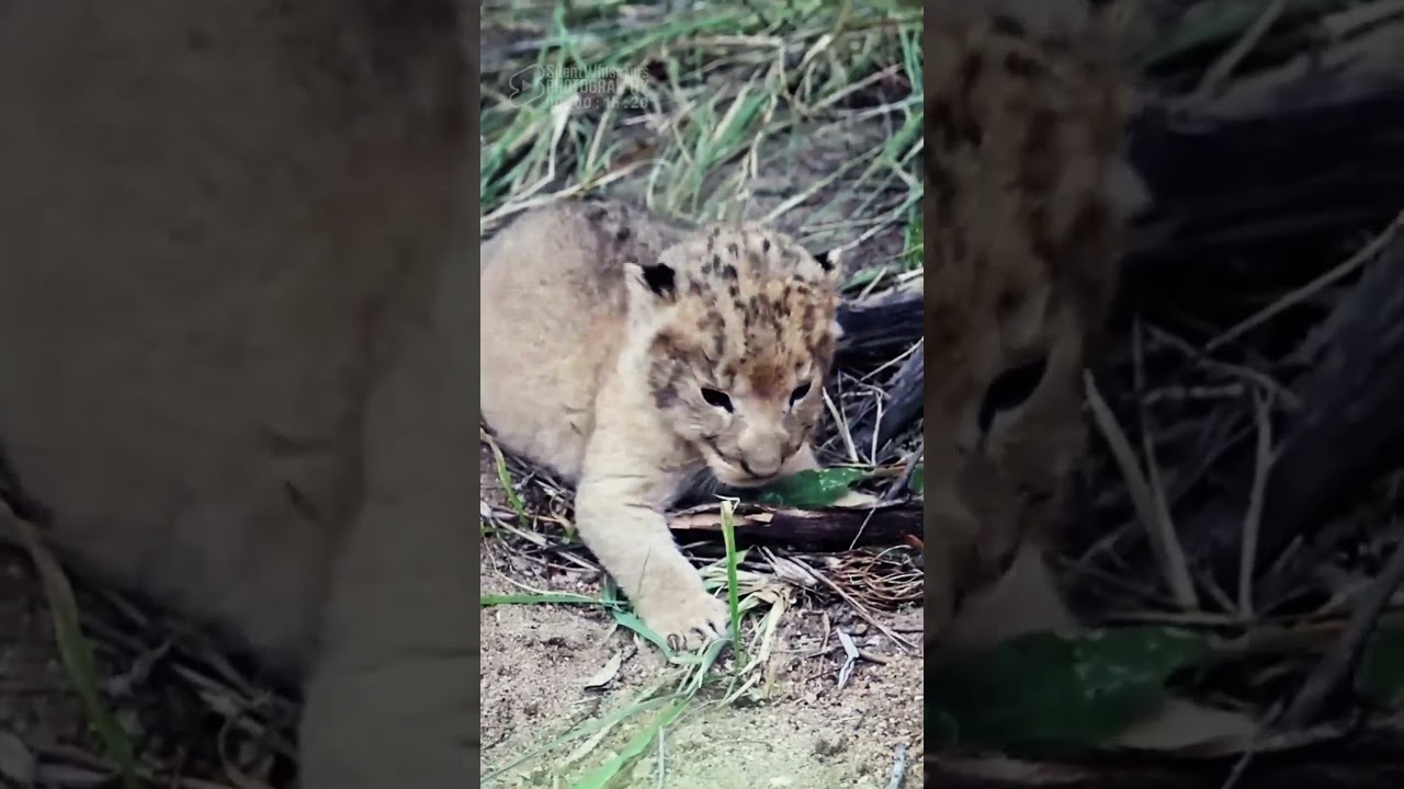 One Of The Tiny Lionesses Of Kudyela Pride