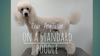 Rear Angulation on a Standard  Poodle/Scissoring the back leg