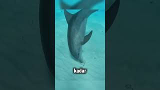 Yunusların Şok Eden Kafa Bulma Yöntemi