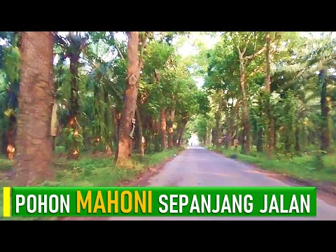 POHON  MAHONI  SEPANJANG  JALAN