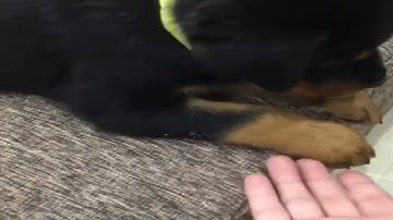 Runny Nose in Dogs.