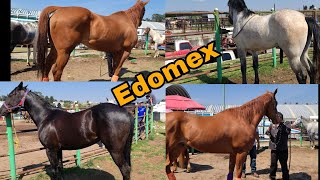 Edomex // cuacos 