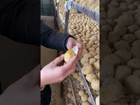 يع يع يع     مالي خلق احط هاشتاقات اكسبلور  