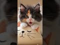 🩷Yukaina-makiba Singing kitten🩷 #cat #cutekitten #cute #tiere #sweetcat #lipsync