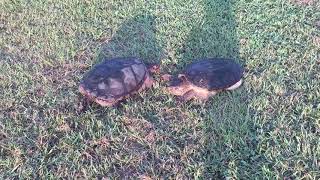 Alligator Turtle Catch