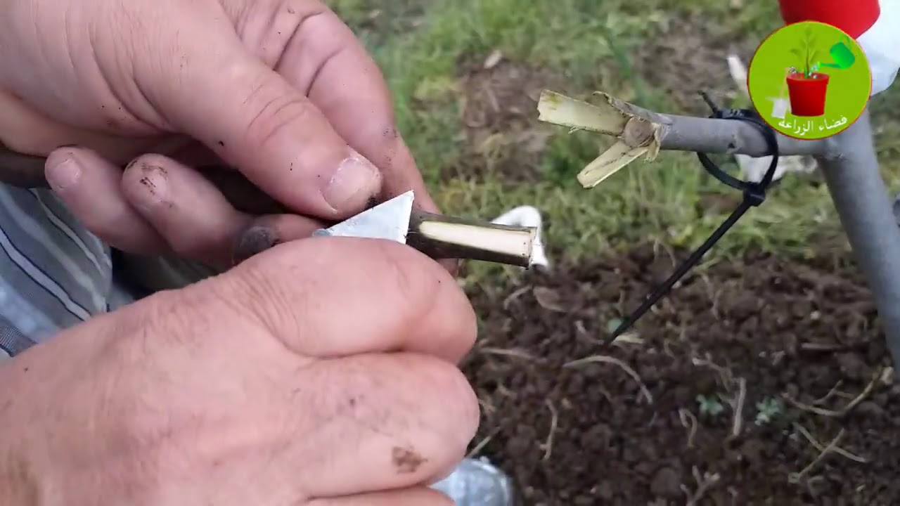 طريقة رائعة لتطعيم الجوز