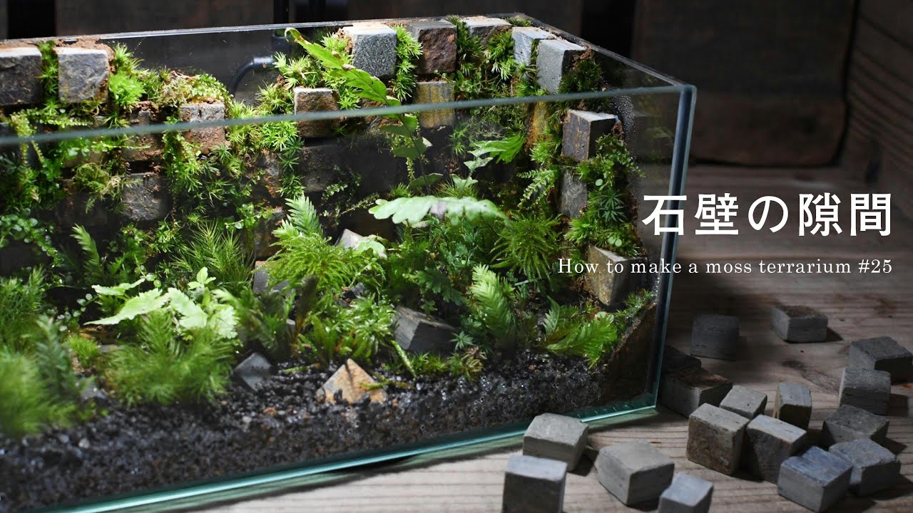 石壁の隙間に生える苔のテラリウム｜How to make a moss terrarium #25