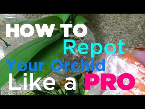 How to Repot Your Orchid in Spagnum Moss Like A Pro STEP BY STEP