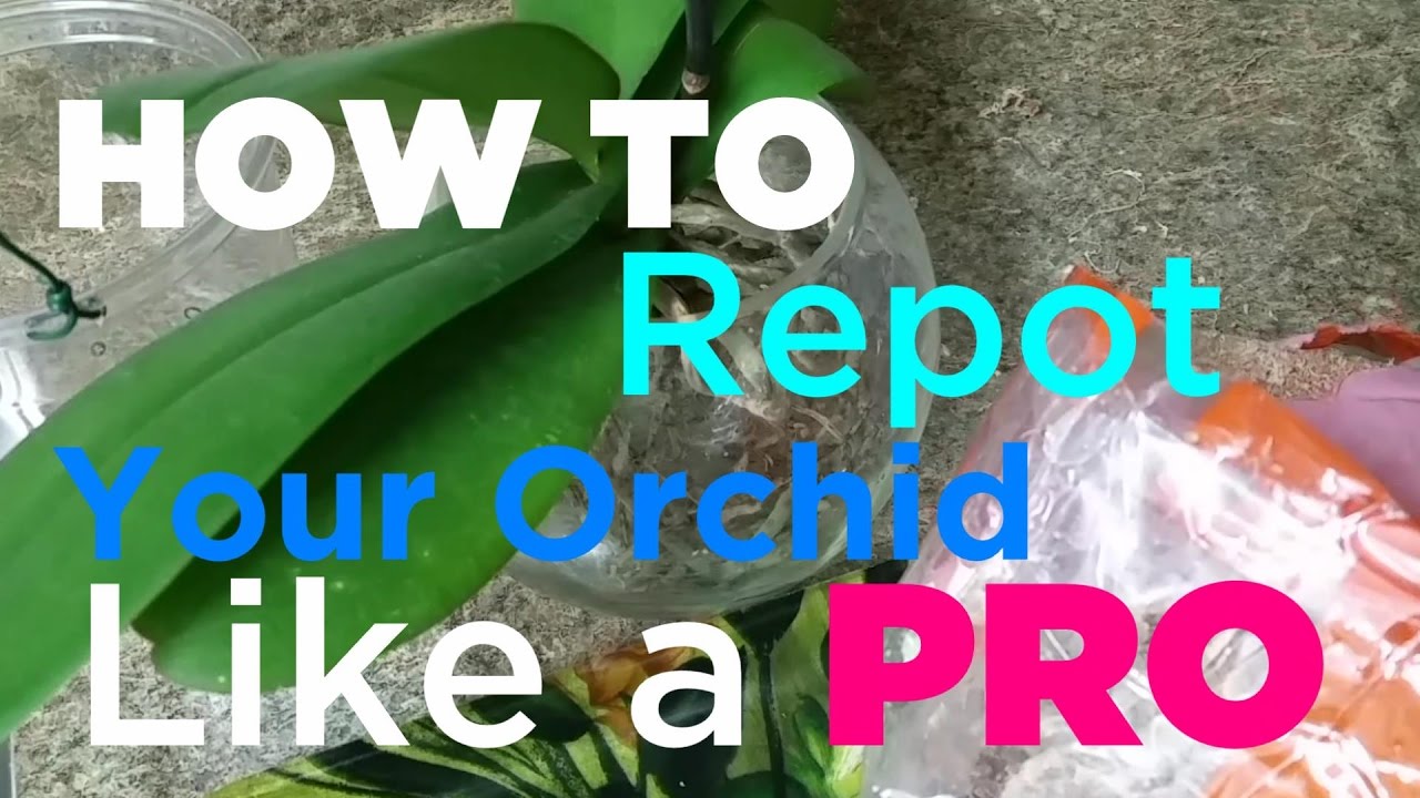 How to Repot Orchids into Sphagnum Moss  Step by Step - Potting Up Species  and Novelty Phalaenopsis 