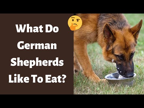 Video: Kunnen Duitse herders appels eten?