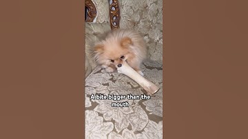 If you dare, take the bone from her😂😘 #funnyanimals  #funnydog #anumals #dog  #funnycats  #funny