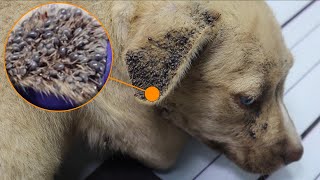 Ticks attack on a dog, they are so many - Vet Rami Awwad