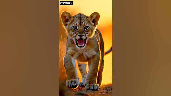 This Lion Cub Thinks He’s the King 👑🦁 | Ultra-Realistic Wildlife Short #LionCub #Ultra #Zoonity