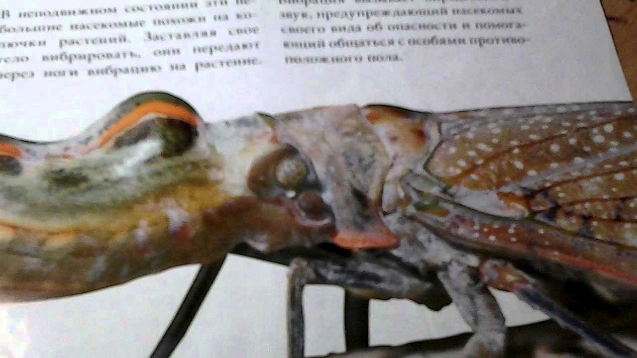 Насекомые и их знакомые 4 - YouTube