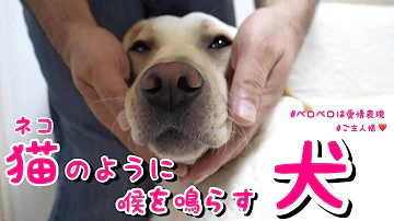 Download ご主人様と甘やかされペット生活 Mp4 Mp3 Download ご主人様と甘やかされペット生活 Mp4 Mp3