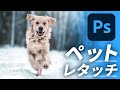 犬の写真をかっこよく！HDRトーン等でクールに見せる方法（Photoshop CC2022）