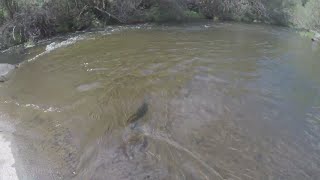 Pesca de truchas comunes con sorpresa 🎣