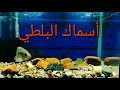 أسماك البلطي هل يصلح وضعه مع أسماك الزينة 