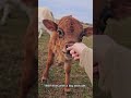 Horses Being Unbelievably Funny#FunnyHorses #HorseCompilation #SillyHorses #HilariousHorses