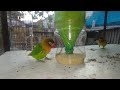 Membuat Tempat Pakan Burung Lovebird