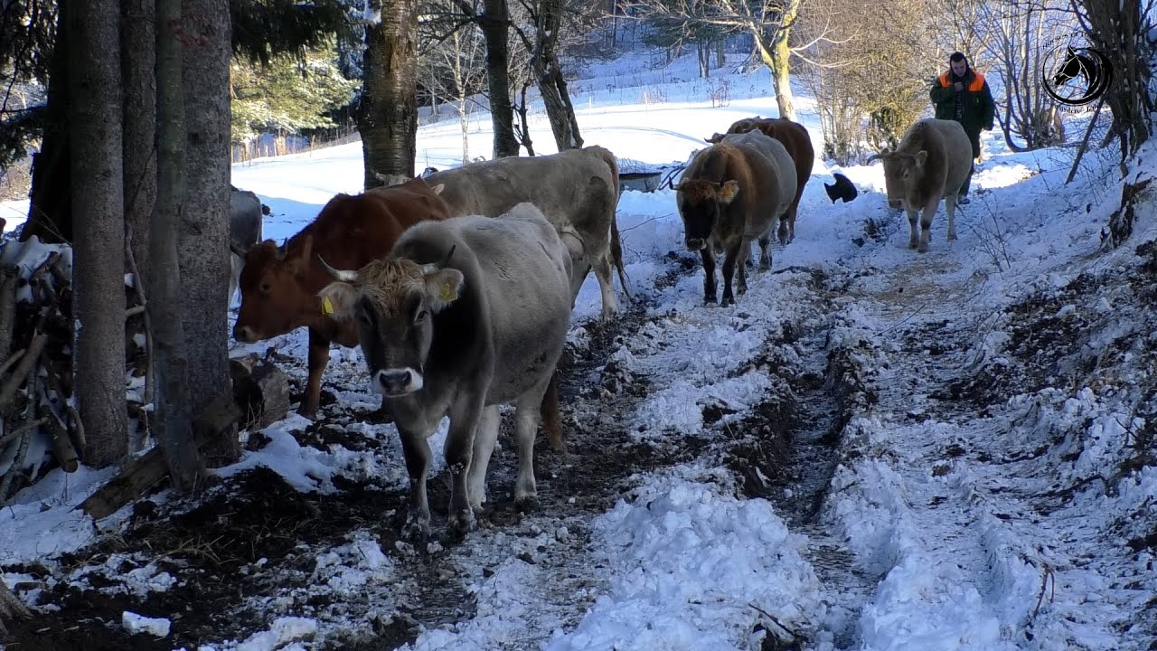 Medvjed ponovo silazio na torine Milosavke Ćoćkalo u Šibovima na Lisini-