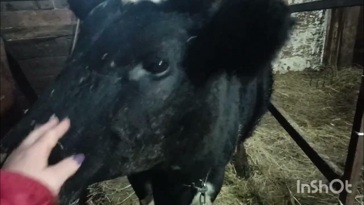 Поведение коровы перед отелом. - YouTube