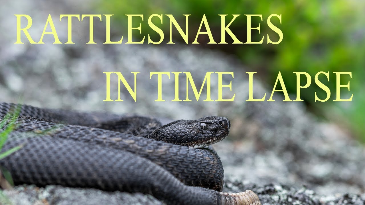 Rattlesnakes in time lapse YouTube