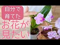 【蕾を枯らさないために】水やりの工夫が必要。