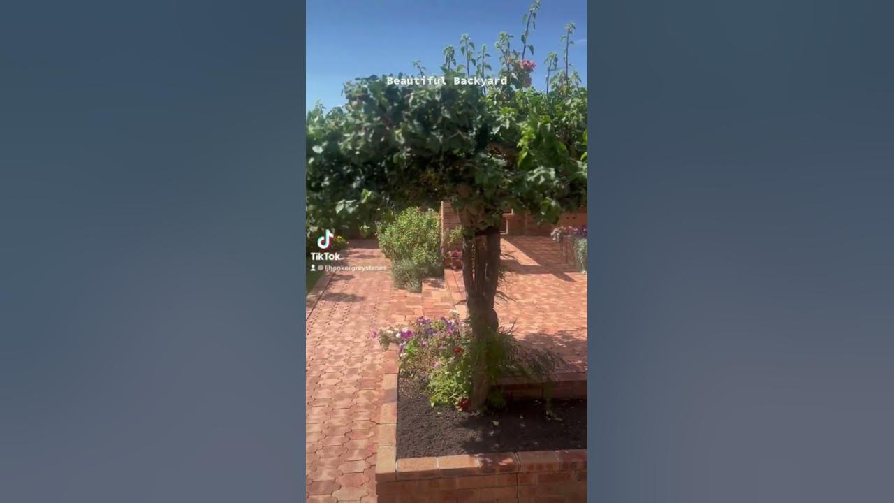 TOUR THE BACKYARD OF 4 POINCIANA PARADE GREYSTANES YouTube