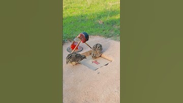 Create Best Easy Bird Trap - Quail Trap technique #simple bird trap #shorts  #technique