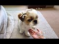 【シーズー】わんちゃんの芸といえば！基本のおてとおかわりはなぜか好きじゃない犬www【犬Vlog】