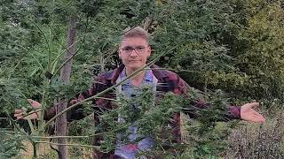 Meine Cannabis ernte 2024 ! Alles verschimmelt ? 3 Tipps für den Outdoor Anbau!