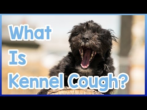 Video: Kennel Cough - Mga Sintomas At Paggamot