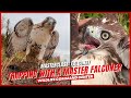 Trapping Red-Tailed Hawks With A Master Falconer | Wildlife Command Center
