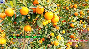 Nhà vườn có 500 quất chậu nhựa bán quất tết 2025 liên hệ trực tiếp nhà vườn với giá quất rẻ nhất