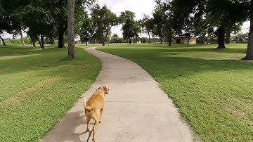 Fimi Palm 2 Updated Firmware