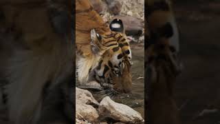 Macan Hanyalah Kucing Versi Besar 🐯🐱 #shorts