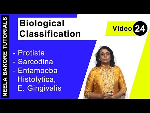 Biological Classification - Protista - Sarcodina - Entamoeba Histolytica, E  Gingivalis