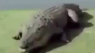 Alligator explode