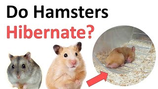 Do hamsters hibernate? by MyCuteHamster 325 views 4 months ago 2 minutes, 26 seconds