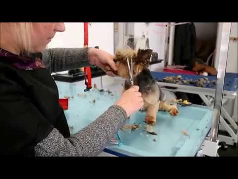 how to groom a yorkie yourself terrier ear trimming doovi how to groom a yorkie yourself terrier ear trimming doovi