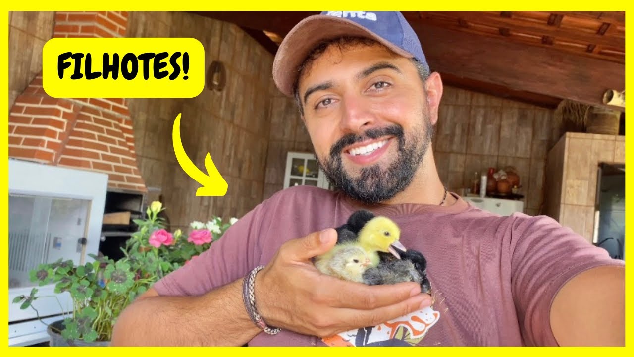 Nasceu Patinho e Pintinhos Belgian e Brahma | Gutejando 