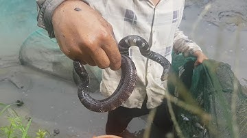 Nhịp Sống Miền Tây | bắt cá cạn, bắt cá mùa khô quá đơn giản