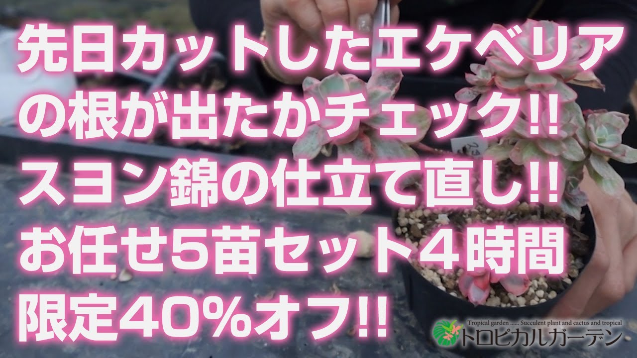 多肉植物】先日カットしたエケベリアの根が出たかチェック!!スヨン錦の 
